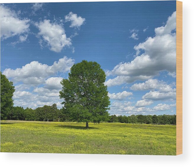 Pasture Wood Print featuring the photograph Pasture Tree by Steven Gordon