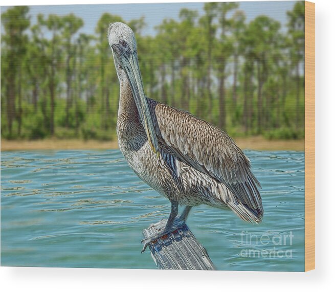 Birds Wood Print featuring the painting Pelican and Pines by Judy Kay