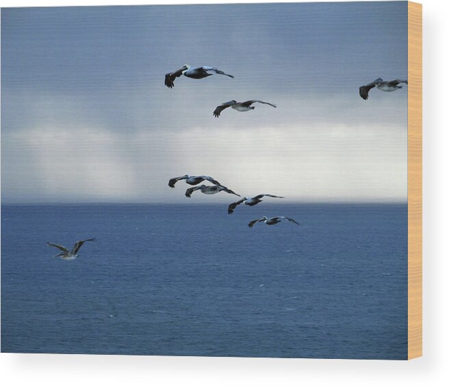 Pelican Wood Print featuring the photograph Pelicans 1121 by Corinne Carroll