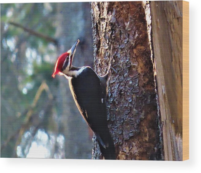 Birds Wood Print featuring the photograph Pileated Woodpecker at Rancocas Nature Preserve by Linda Stern