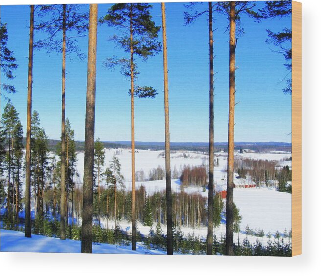  Wood Print featuring the photograph Pine forest view by Pauli Hyvonen