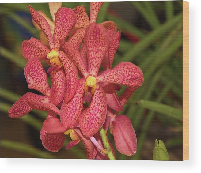 Dakak Resort Wood Print featuring the photograph Pink And Yellow Orchid by David Desautel