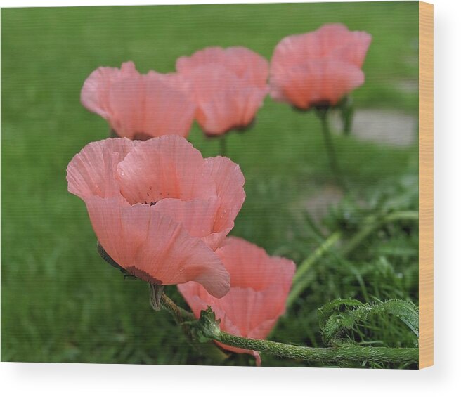 Poppy Wood Print featuring the photograph Pink poppy parade by Lisa Mutch