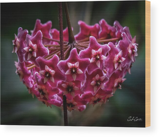 Pink Wood Print featuring the photograph Pink Silver Porcelain Flower by Steven Sparks