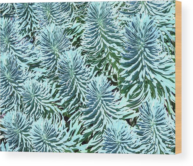 Pacific Northwest Wood Print featuring the digital art Plant Patterns In Blue by David Desautel