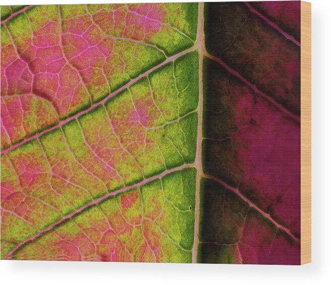 Artificial Light Wood Print featuring the photograph Poinsettia leaf closeup by Charles Floyd