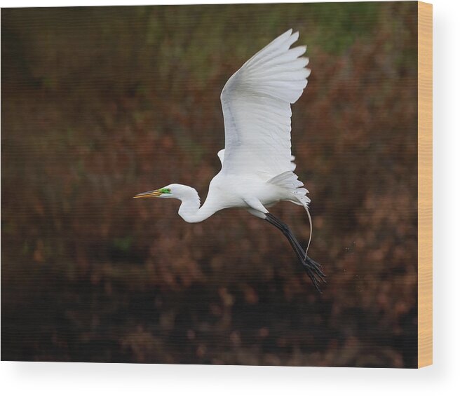 Egret Wood Print featuring the photograph Pond Popping Egret by Art Cole