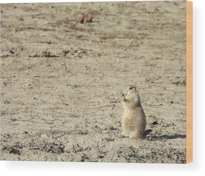 Prairie Dog Wood Print featuring the photograph Posing Prairie Dog by Amanda R Wright