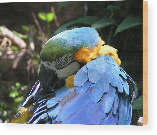  Wood Print featuring the photograph Preening Macaw by Heather E Harman