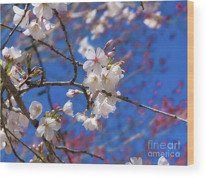 Cherry Blossoms Wood Print featuring the photograph Pretty Cherry Blossoms by Amy Dundon