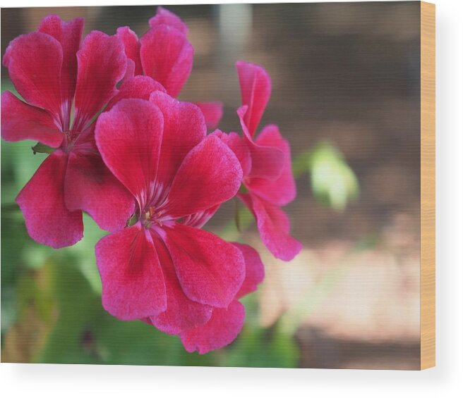 Red Wood Print featuring the photograph Pretty Flower 5 by C Winslow Shafer