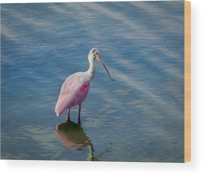 Spoonbill Wood Print featuring the photograph Pretty in Pink by Laura Putman