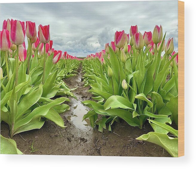 Tulip Wood Print featuring the photograph Puddles and Petals by Brian Eberly