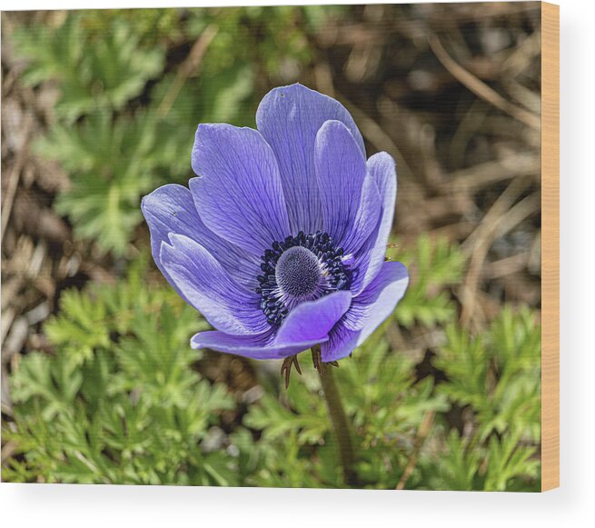 Indigo Wood Print featuring the photograph Purple Flower by Rick Nelson