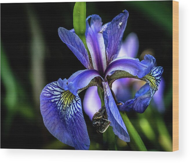 Closeup Wood Print featuring the photograph Purple Iris Flower by Louis Dallara