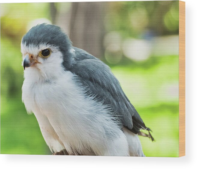 Animals Wood Print featuring the photograph Pygmy Falcon by Segura Shaw Photography