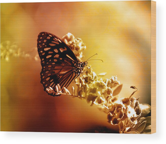 Butterfly Wood Print featuring the photograph Radiance by Holly Kempe