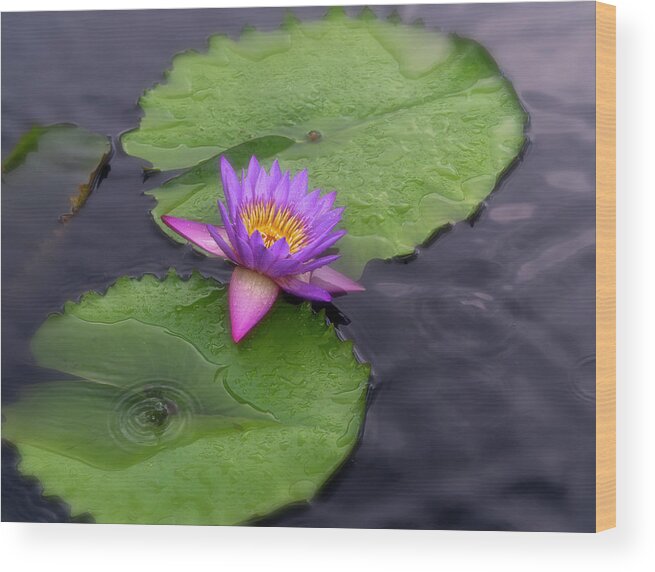 Summer Wood Print featuring the photograph Raindrops and lilies. by Usha Peddamatham