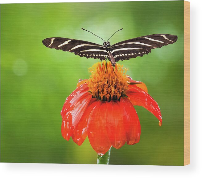 Butterfly Wood Print featuring the photograph Ready For Takeoff by Ginger Stein