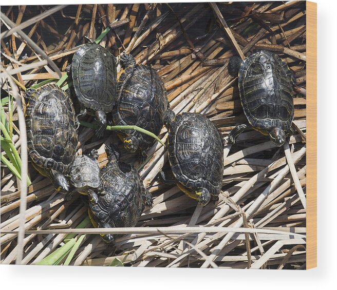 Tranquility Wood Print featuring the photograph Red-eared sliders / red-eared terrapins (Trachemys scripta elegans / Pseudemys scripta elegans / Emys elegans) group resting on log in lake by Jose A. Bernat Bacete