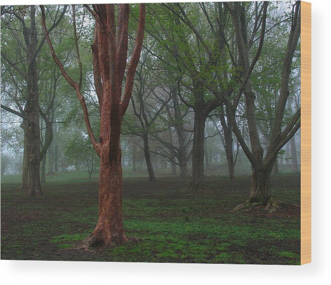 Red Wood Print featuring the photograph Red by Juergen Roth
