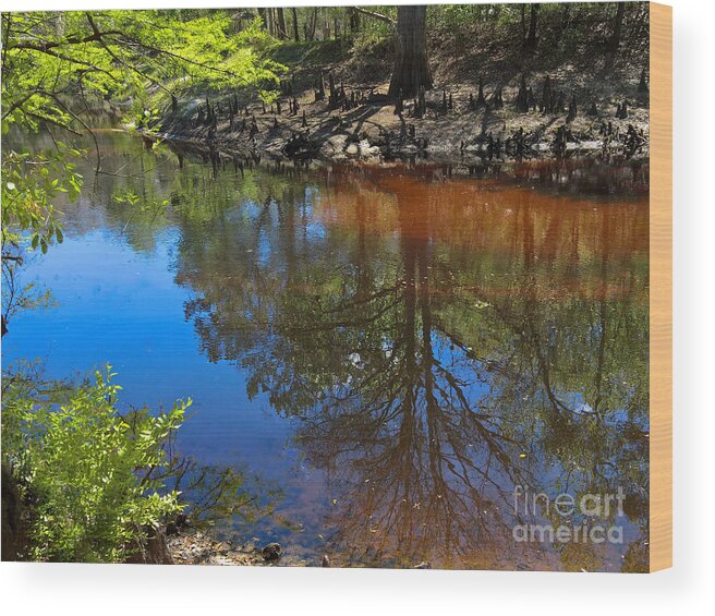 Bald Cyprus Wood Print featuring the photograph Reflection of a Bald Cyprus on the Withlacoochee River by L Bosco