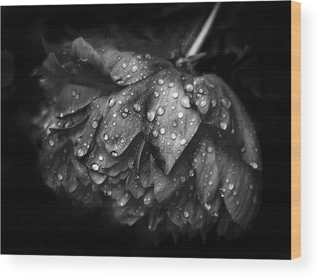 Peony Wood Print featuring the photograph Refreshed by Jessica Jenney