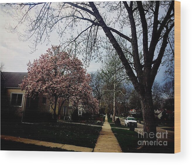 Magnolia Tree Wood Print featuring the photograph Remember You Are Precious by Frank J Casella