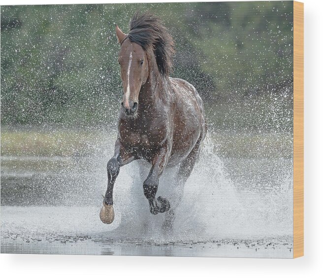 Stallion Wood Print featuring the photograph River Run. by Paul Martin