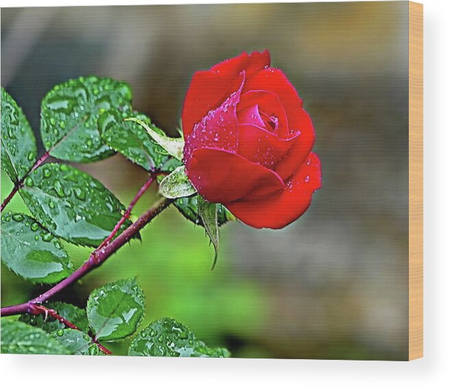 Rose Wood Print featuring the photograph Romantic Red Rose by Lyuba Filatova