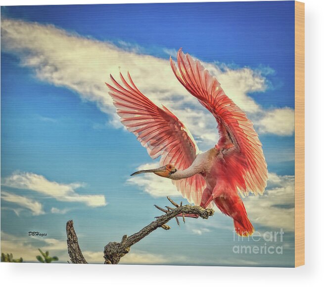 Birds Wood Print featuring the photograph Roseate Spoonbill by DB Hayes