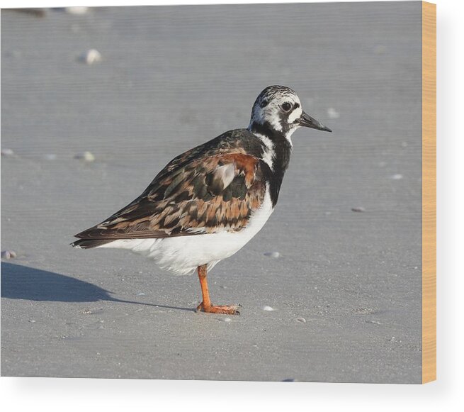 Ruddy Turnstones Wood Print featuring the photograph Ruddy Turnstone by Mingming Jiang