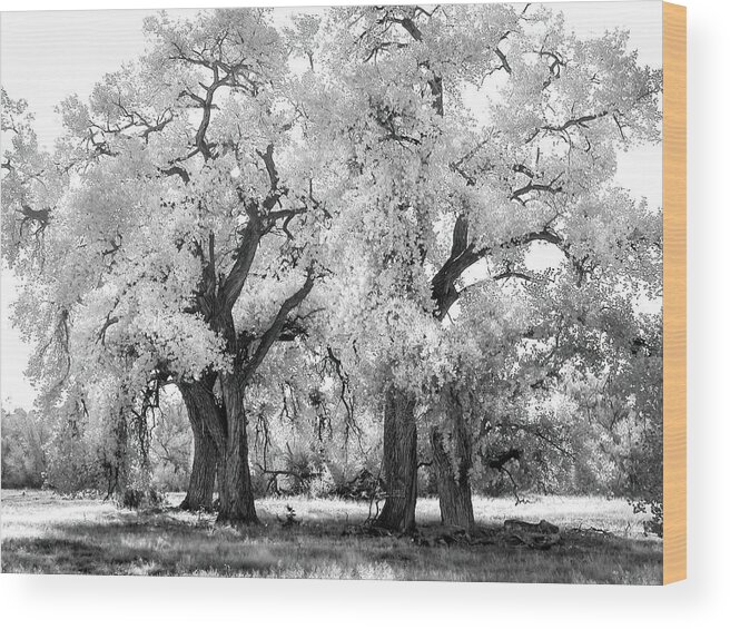 Cottonwoods Wood Print featuring the photograph Santa Fe New Mexico Cottonwoods by Rebecca Herranen