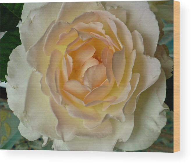 Flowers Wood Print featuring the photograph Scented Rose by Amelia Racca