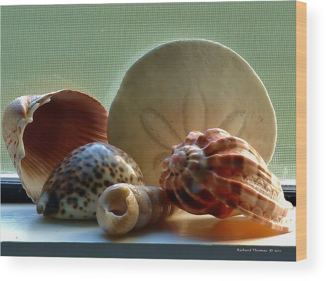 Still Life Wood Print featuring the photograph Sea Shells Window Sill by Richard Thomas