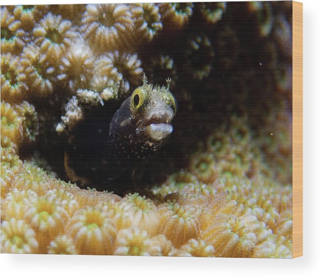 Fish Wood Print featuring the photograph Secretary blenny by Brian Weber