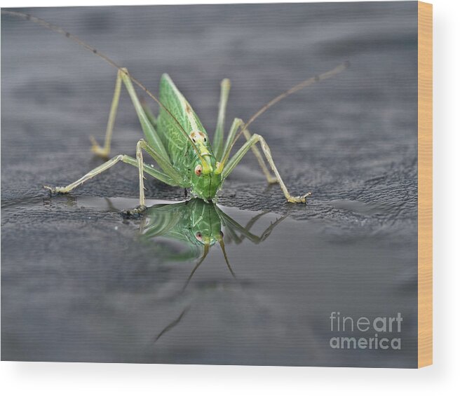 Sip Mirror Reflection Beautiful Green Eyes Cricket Drinking Water Insect Six Legs Unique Bizarre Close Up Macro Natural History Looking Humor Funny Single One Life-style Portrait Whiskers Delicate Vivid Color Beauty Alone Posing Elegant Handsome Figure Character Expressive Charming Singular Stylish Solo Fantastic Solitary Lonesome Loner Pretty Delightful Serenity Enjoying Joy Stimulating Mysterious Surreal Creative Fantasy Weird Imaginary Aesthetic Eccentric Grotesque Peculiar Face Puddle Nice Wood Print featuring the photograph Sip Of Water - Am I Beautiful? by Tatiana Bogracheva