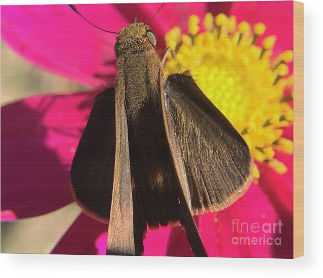 Skipper Wood Print featuring the photograph Skipper Ocola by Catherine Wilson