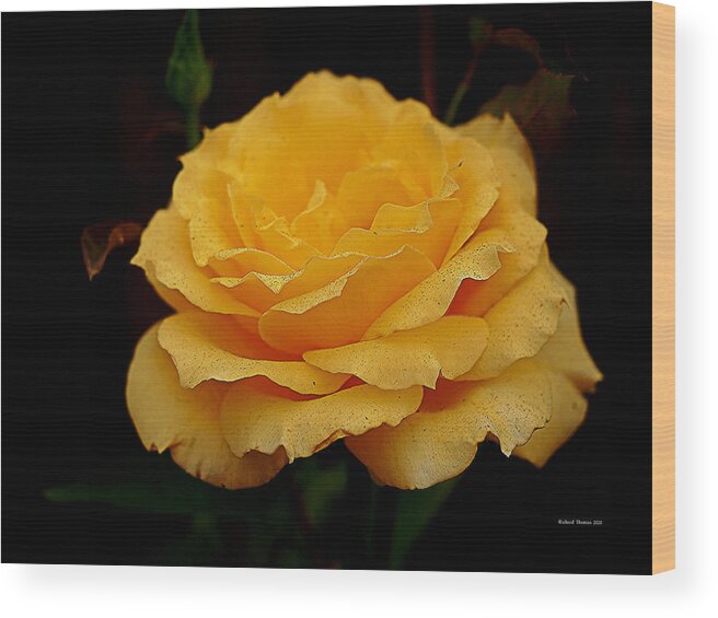 Botanical Wood Print featuring the photograph Smokey Yellow Rose by Richard Thomas