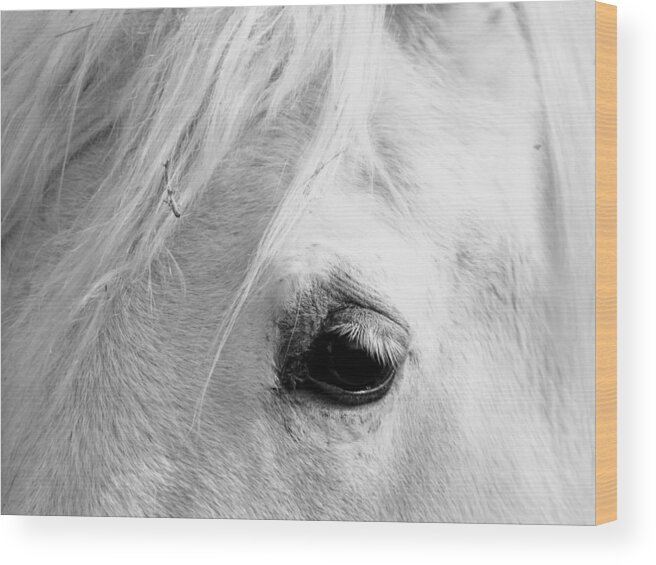 Horse Wood Print featuring the photograph Snoopy's Eye by Amanda R Wright