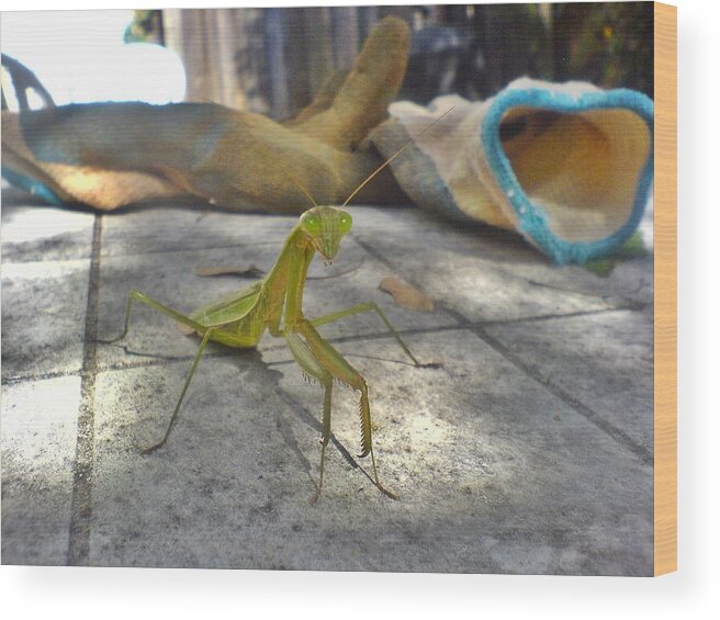 Praying Mantis Wood Print featuring the photograph So You Want To Put On Your Gloves by Andy Rhodes
