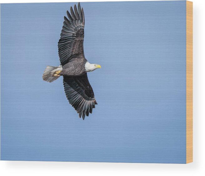 Debra Martz Wood Print featuring the photograph Soaring Bald Eagle by Debra Martz