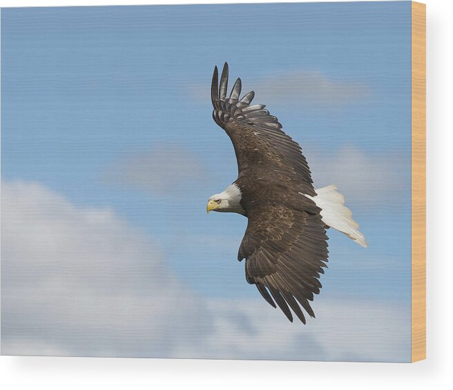 Bald Eagle Wood Print featuring the photograph Soaring Eagle by Michael Rauwolf