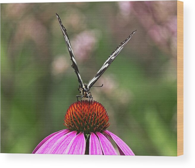 Butterfly Wood Print featuring the photograph Spicebush Swallowtail Butterfly 2 on Echinacae by Steven Ralser