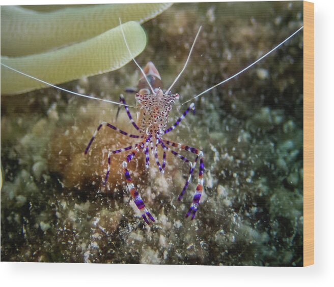 Shrimp Wood Print featuring the photograph Spotted Cleaner Shrimp by Brian Weber