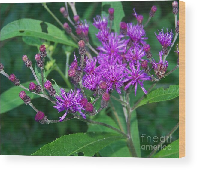 Wild Flowers Wood Print featuring the photograph Spotted Knapweed Flower by Charles Robinson