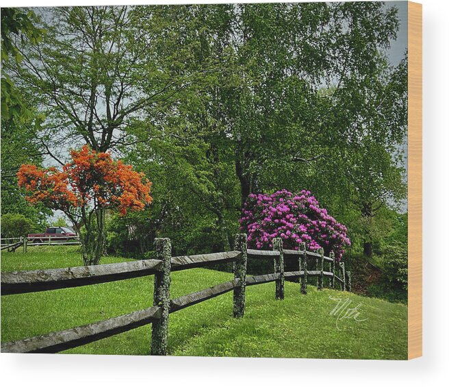 Blue Ridge Parkway Wood Print featuring the photograph Spring Blooms by Meta Gatschenberger
