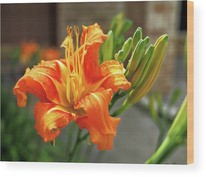 Orange Wood Print featuring the photograph Spring Flower 14 by C Winslow Shafer