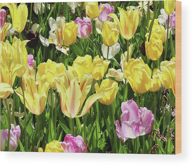 Landscape Wood Print featuring the photograph Spring Tulips 2 by Sharon Williams Eng