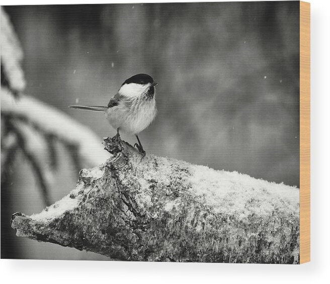 Finland Wood Print featuring the photograph Standing in the snow. Willow tit bw by Jouko Lehto